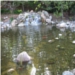Pond 1